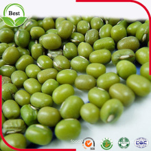 Chinese 2016 Polished Small Green Beans 3-4mm